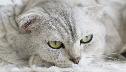 魔方POS机售后电话多少？